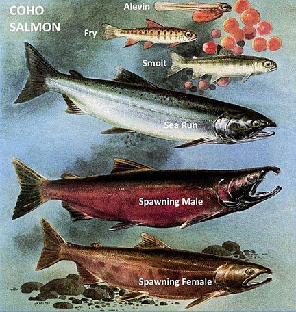 Life cycle of Salmon
