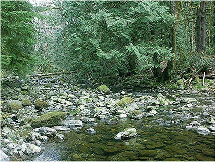 Habitat restoration of Charters Creek
